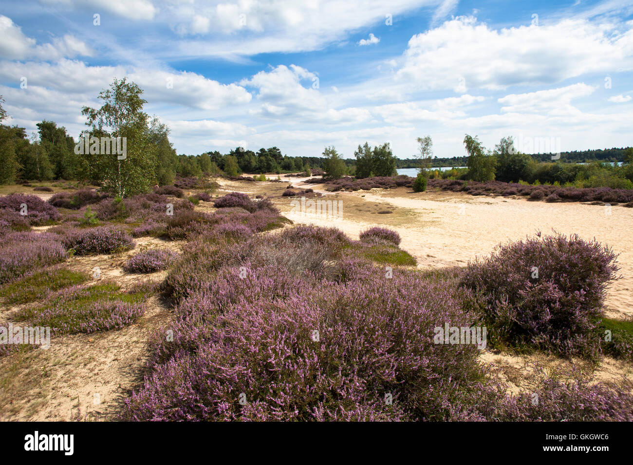 Paesi Bassi, Limburg, Parco Nazionale De Maasduinen. Foto Stock