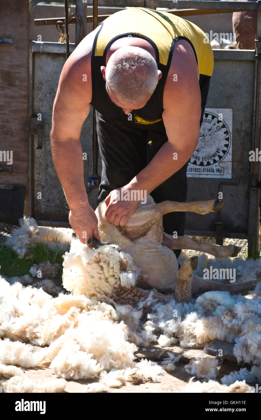 La tosatura delle pecore presso Llanthony mostrano nei pressi di Abergavenny Monmouthshire South Wales UK Foto Stock