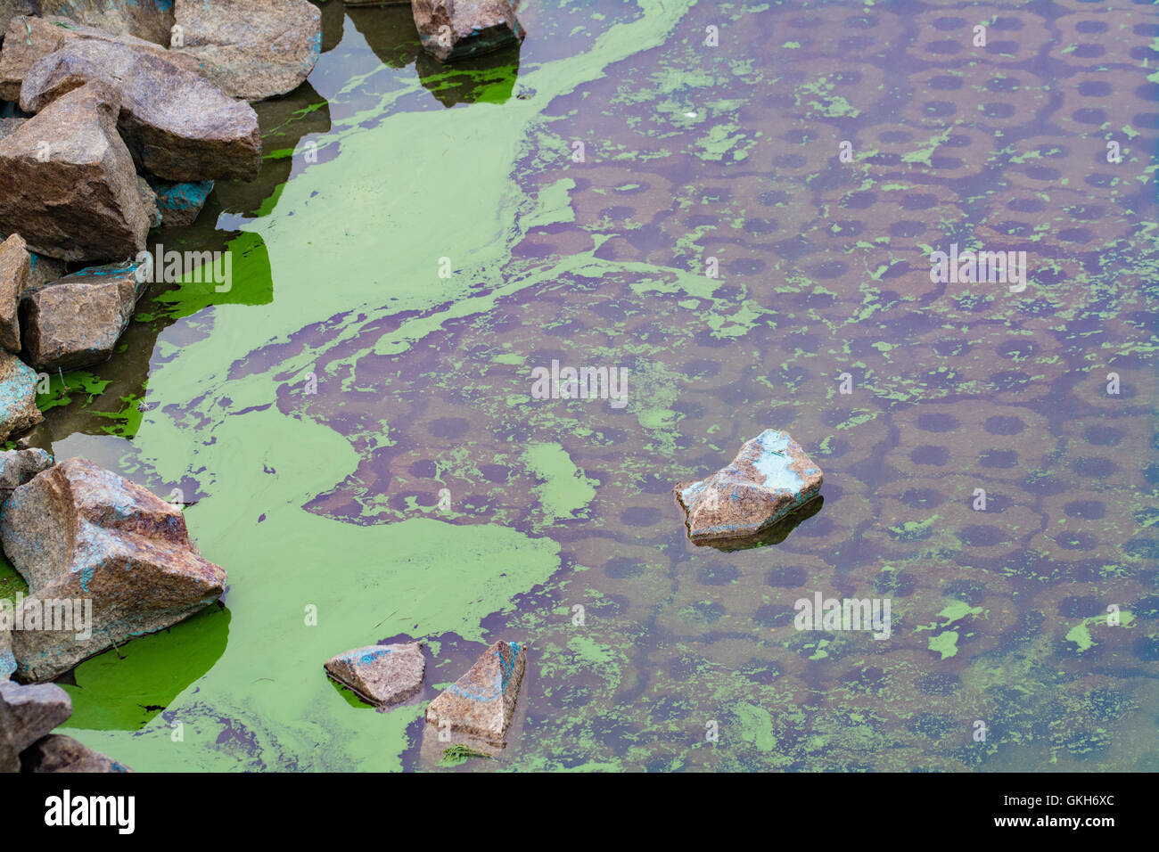 Alghe Blu-verdi sui margini di un serbatoio Foto Stock