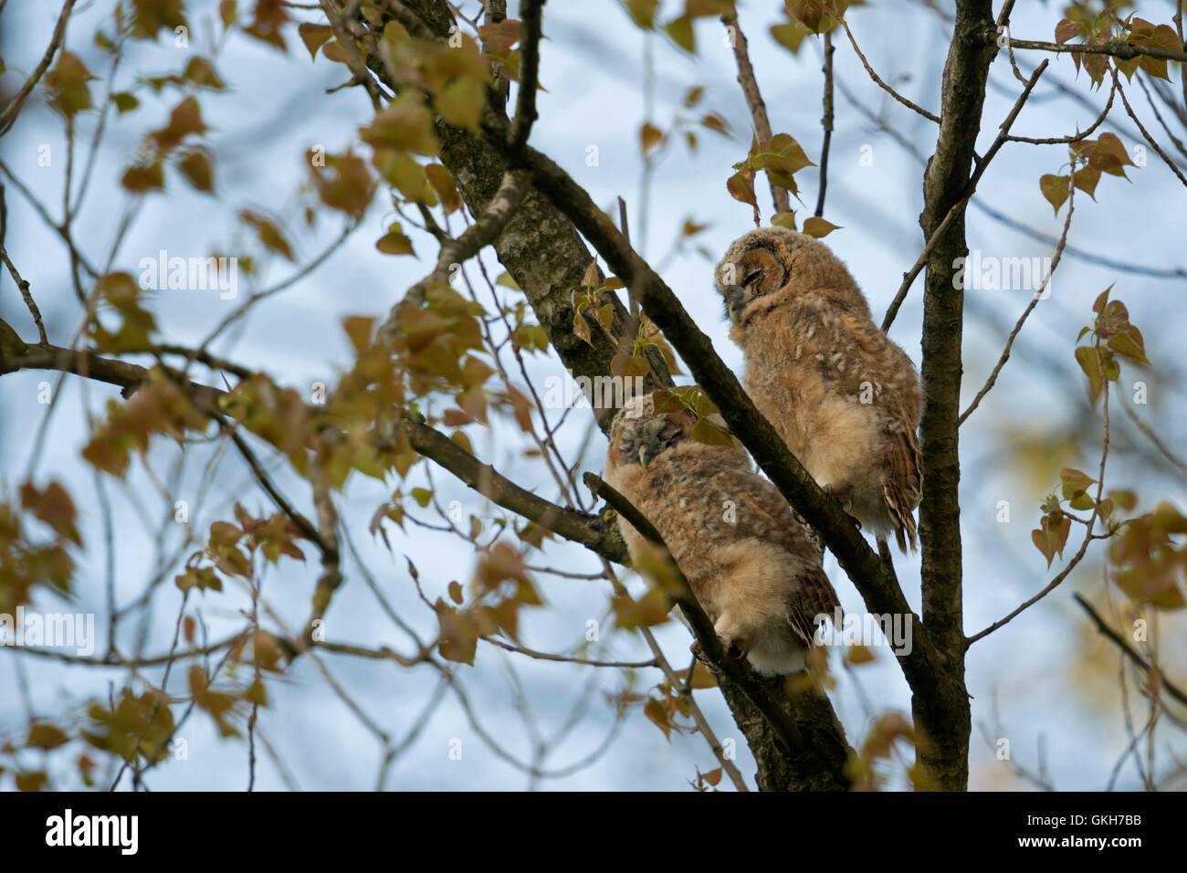 Giovani Allocchi / Waldkauz ( Strix aluco ), dormendo uccellini, arroccato in alto in una struttura ad albero. Foto Stock