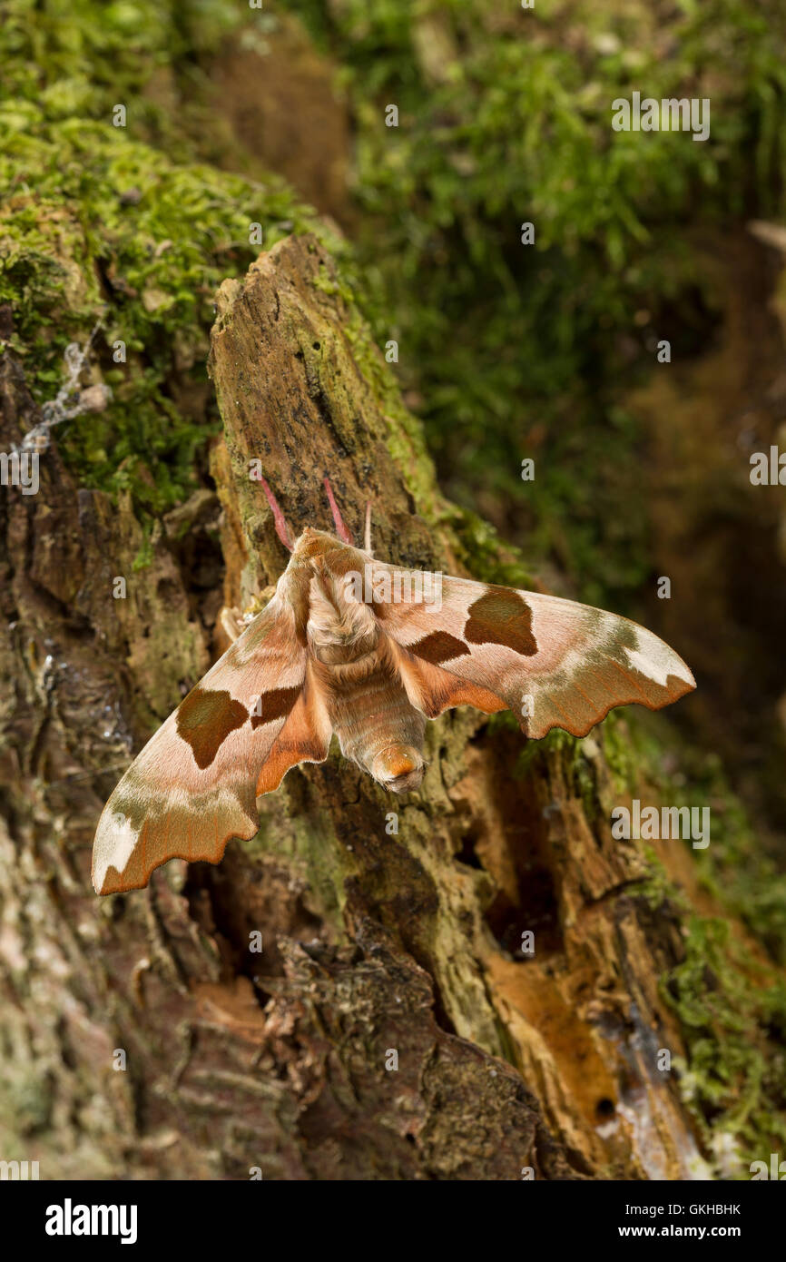 Lindenschwärmer, Linden-Schwärmer, Mimas tiliae, calce Hawk-moth, Le Sphinx du Tilleul, Schwärmer, Sphingidae, hawkmoths, hawk mo Foto Stock