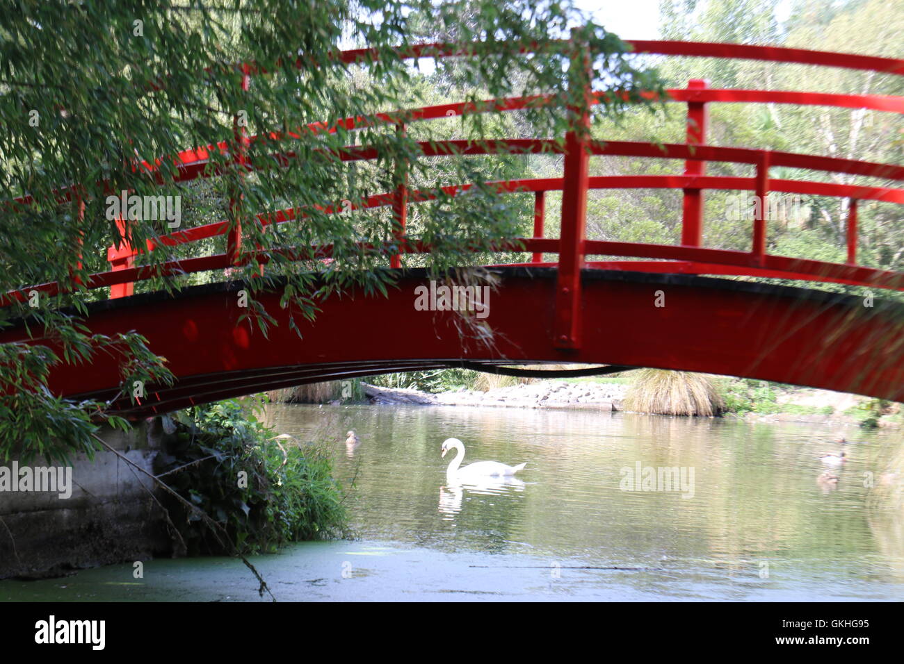 Stagno, swan e ponte rosso di Pegasus Bay WineryPegasus Bay Cantina Waipara, Nuova Zelanda Foto Stock