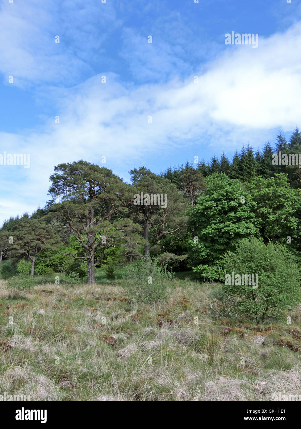 Ettrick paludi, Ettrick Valley, frontiere County, Scozia in Primavera Foto Stock