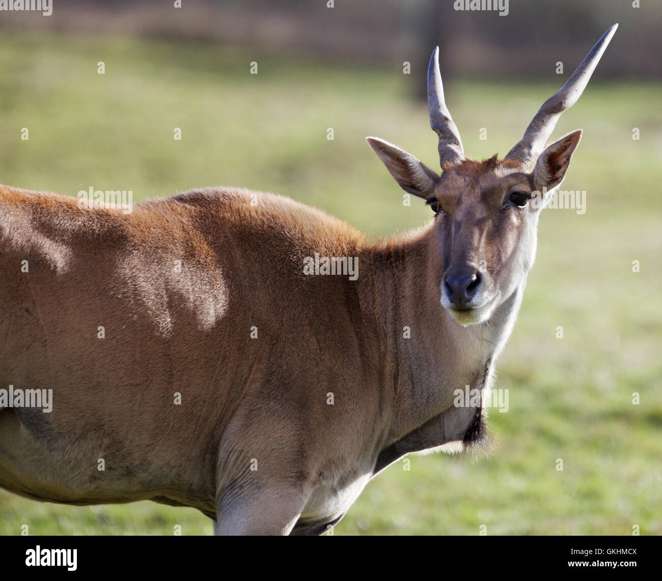 Antelope testa voltata Foto Stock