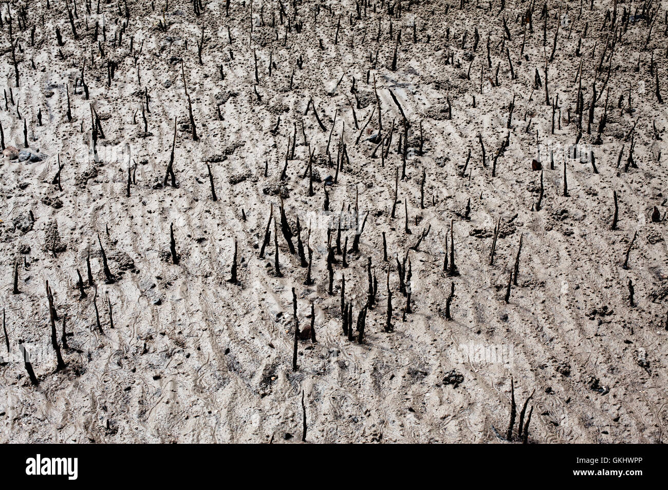 Palude di mangrovie Foto Stock