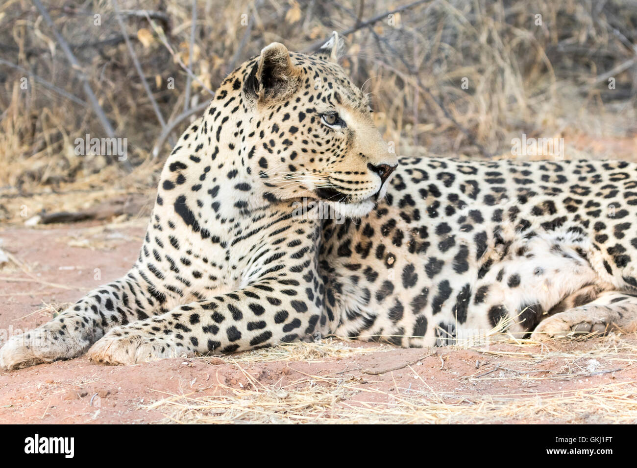 Grande maschio leopard, Namibia Foto Stock