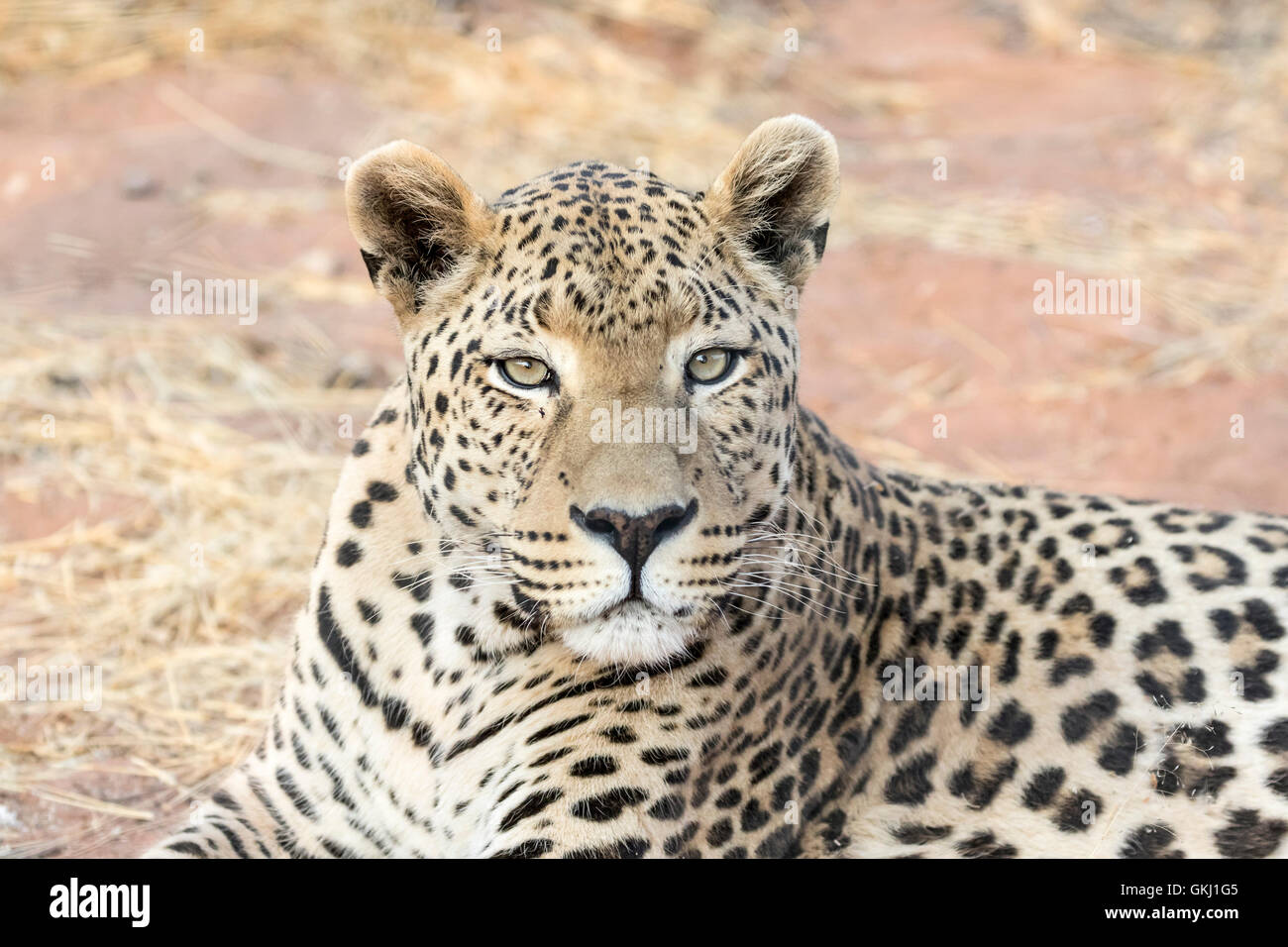 Grande maschio leopard, Namibia Foto Stock