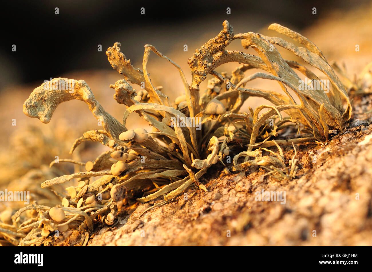Avorio lichene marino (Ramalina cuspidata) Foto Stock