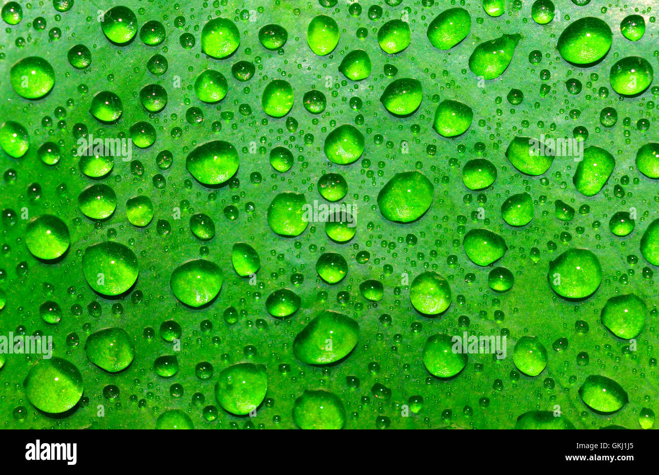 Gocce di pioggia in foglie di piante Foto Stock