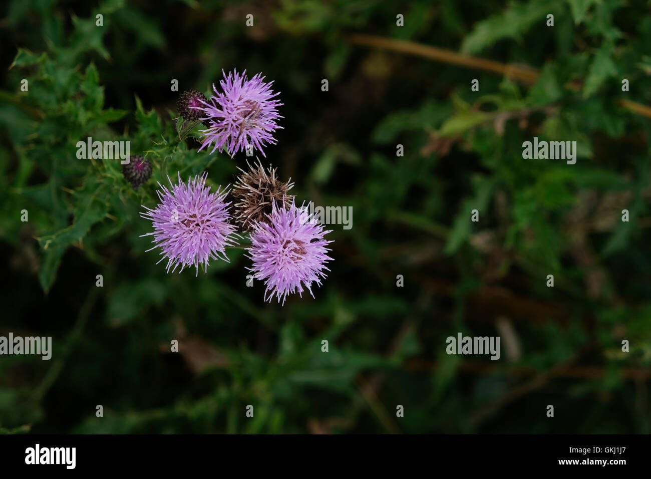 Scene di highlands rurale in Scozia Foto Stock