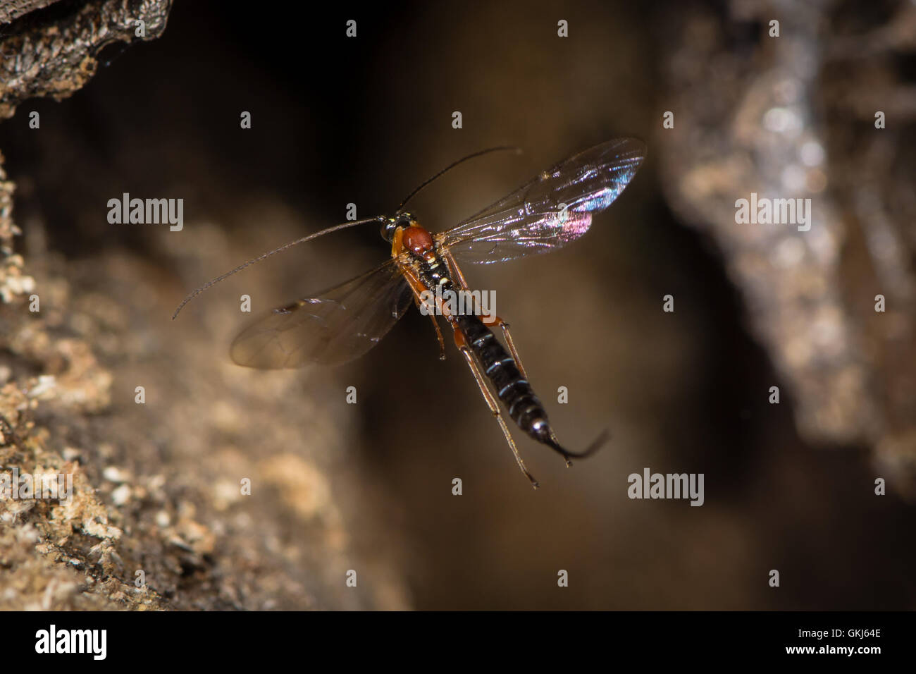 Perithous Ichneumon wasp in volo. Una vespa parassita nella famiglia Ichneumonidae, lunga coda ovipositor mentre battenti Foto Stock