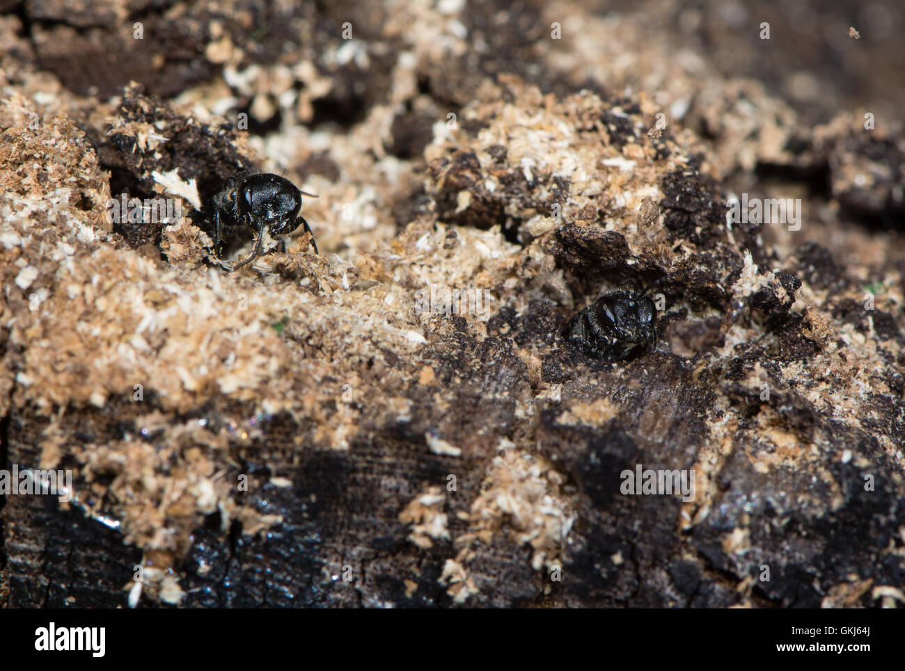 Digger vespe emergente dal tunnel. Capi di solitario vespe parassita nella famiglia Crabronidae inserimenti fuori di fori in tronchetti di legno Foto Stock