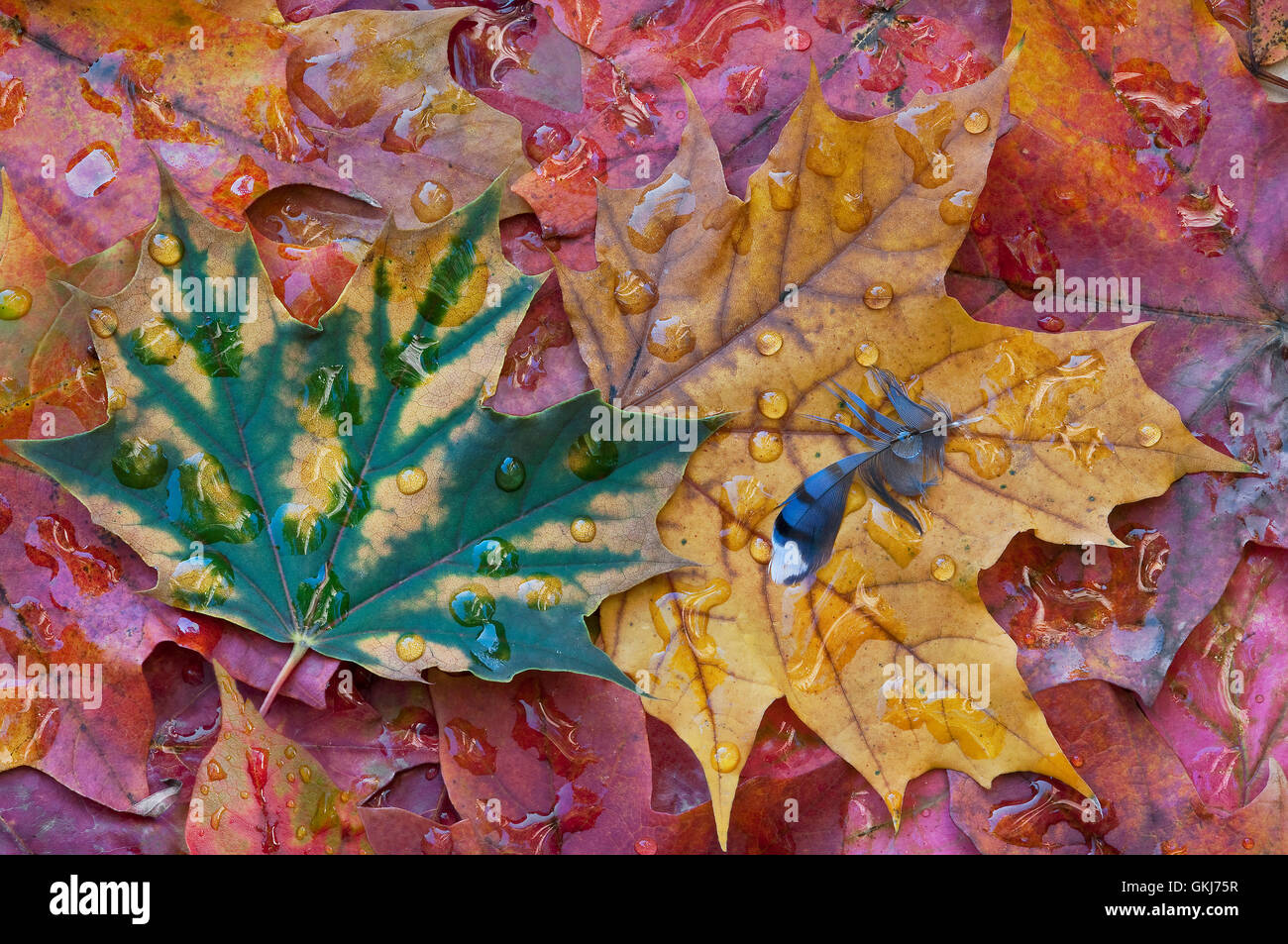 Gocce di pioggia su foglie di acero dello zucchero (Acer saccharum) e Blue Jay piuma (Cyanocitta cristata) piano più fiorito, e USA, di Skip Moody/Dembinsky Photo Assoc Foto Stock