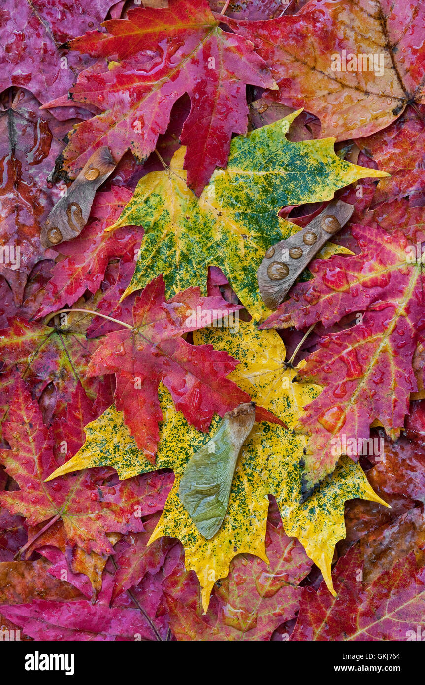 Foglie d'acero d'argento e zucchero sul pavimento più fiorito (Acer saccarinum, A. saccharum ) Autunno, Michigan USA, di Skip Moody Foto Stock