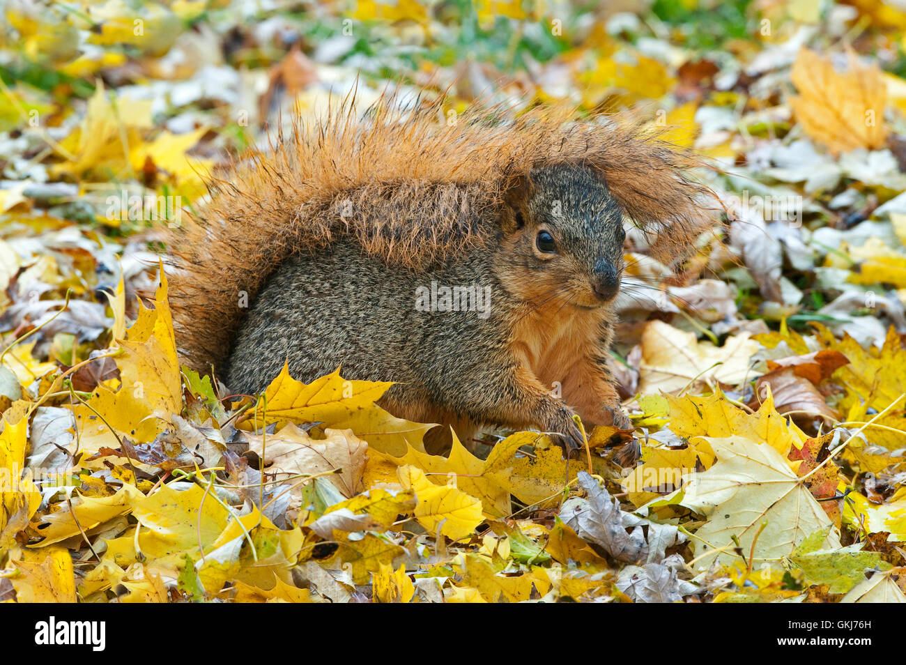 Fox orientale scoiattolo (Sciurus niger) Autunno, tenendo la coda sopra la testa, la protezione dalla pioggia, Nord America orientale Foto Stock
