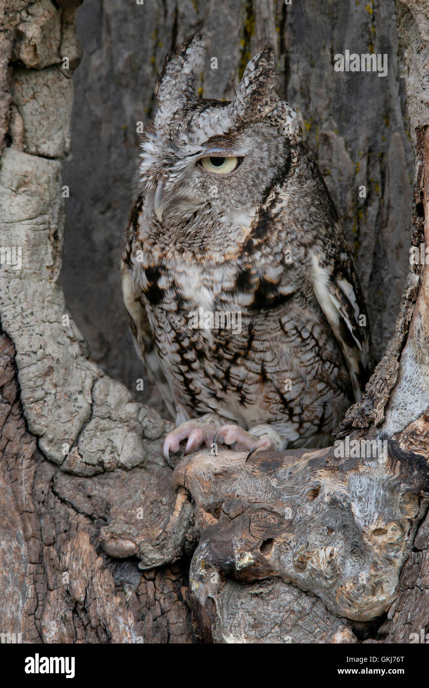 Common Screech Owl (Megascops asio), fase grigia, in una fossa d'albero, e USA, di Skip Moody/Dembinsky Photo Assoc Foto Stock