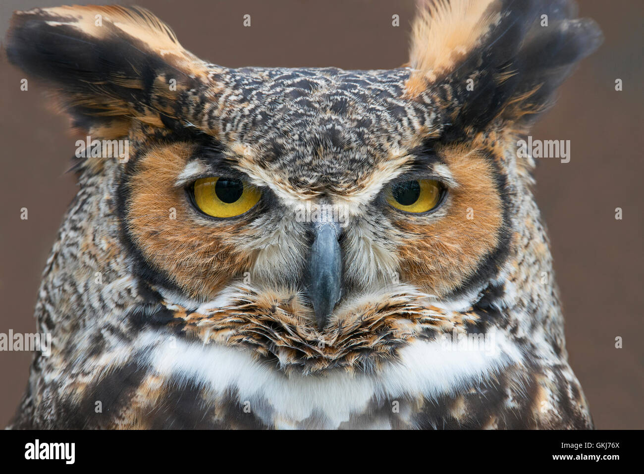 Vista frontale di Great Horned Owl Bubo virginianus Eastern N America, di Skip Moody/Dembinsky Photo Assoc Foto Stock