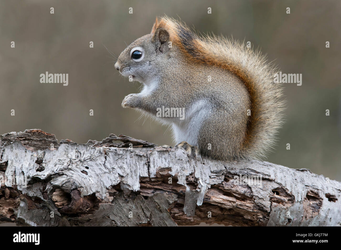 Eastern scoiattolo rosso alla ricerca di cibo (Tamiasciurus o Sciurus hudsonicus), seduti su bianco betulla, inverno, E STATI UNITI D'AMERICA Foto Stock