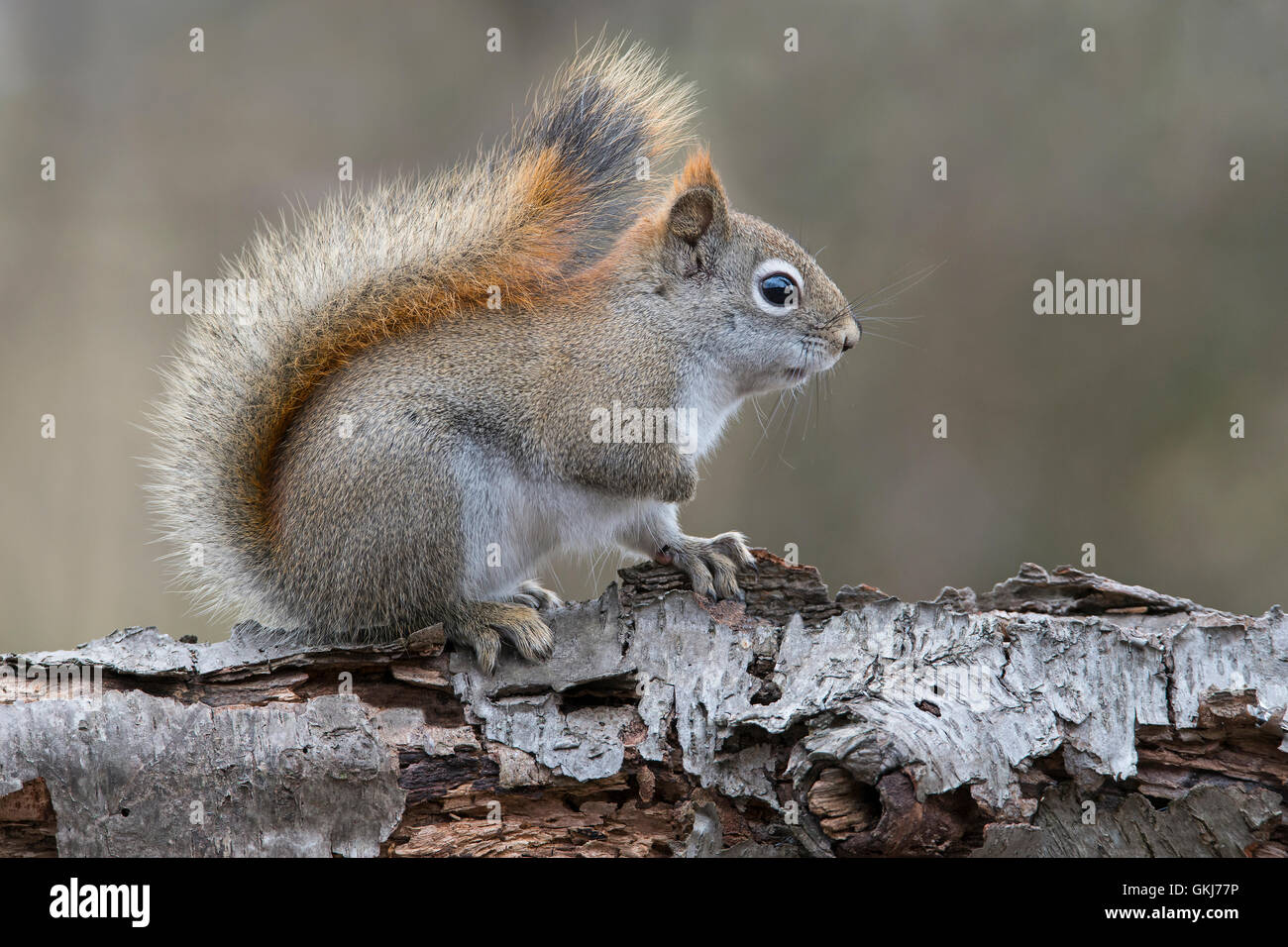 Eastern scoiattolo rosso alla ricerca di cibo (Tamiasciurus o Sciurus hudsonicus), seduti su bianco betulla, inverno, E STATI UNITI D'AMERICA Foto Stock
