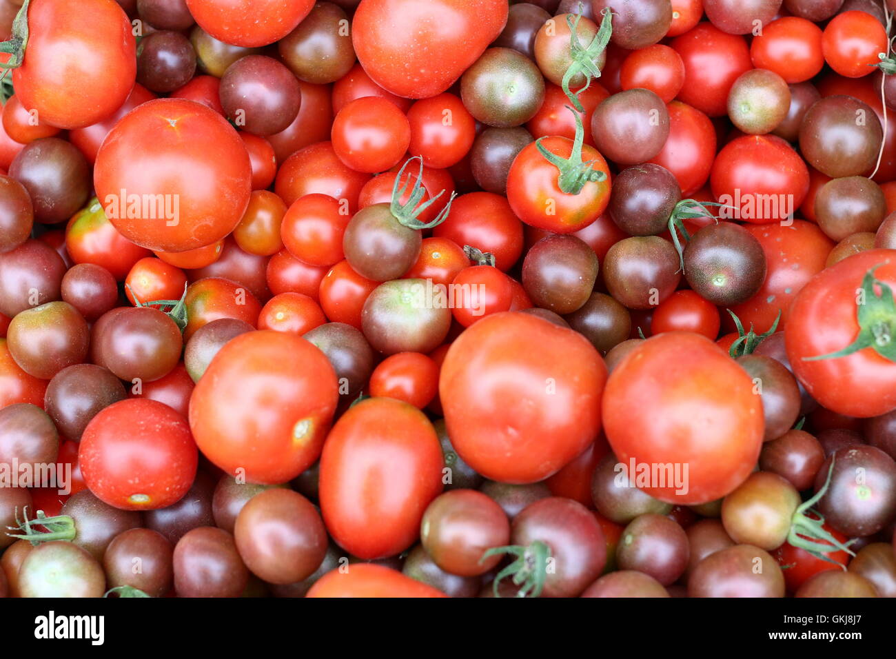 Lussureggianti rosso e viola i pomodori ciliegia, farmers market. Foto Stock