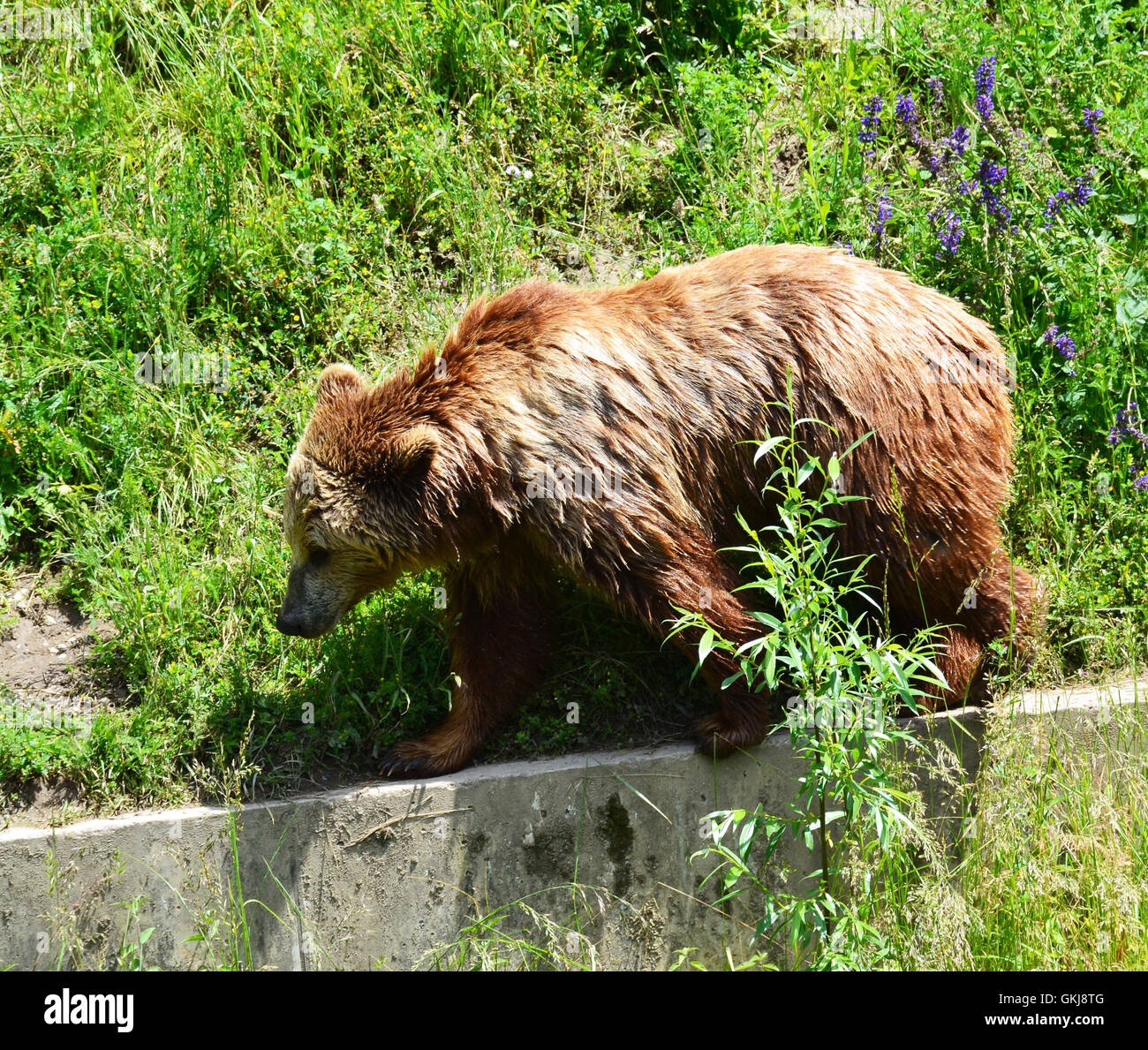 Un orso bruno a Berna, Svizzera. Simbolo di Berna Foto Stock