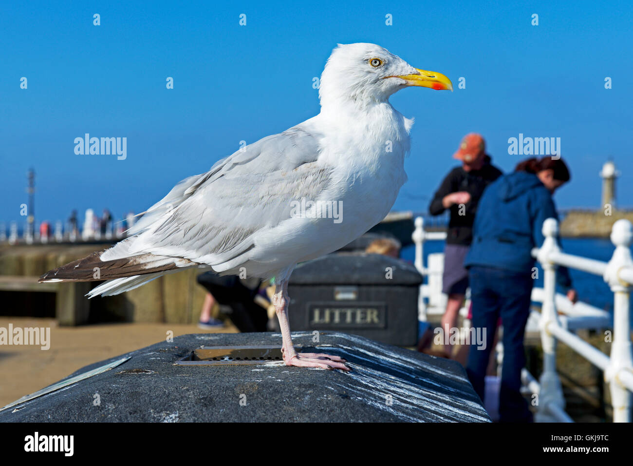 Aringa Gull permanente sulla lettiera bin, Whitby, North Yorkshire, Inghilterra, Regno Unito Foto Stock
