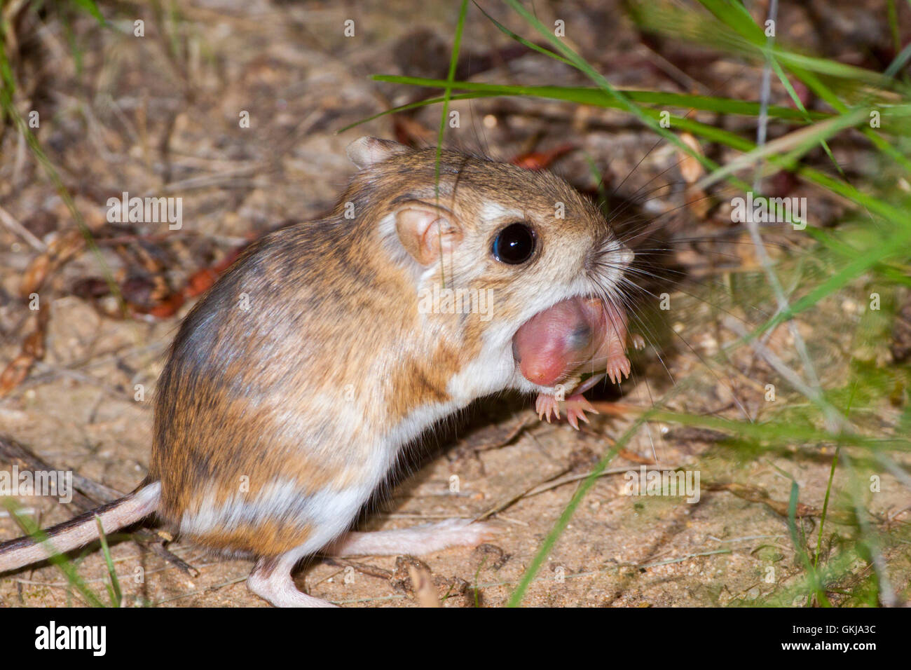 Merriam Ratto canguro Dipodomys merriami Tucson, Arizona, Stati Uniti 11 giugno con adulti immaturi in bocca. Heterom Foto Stock