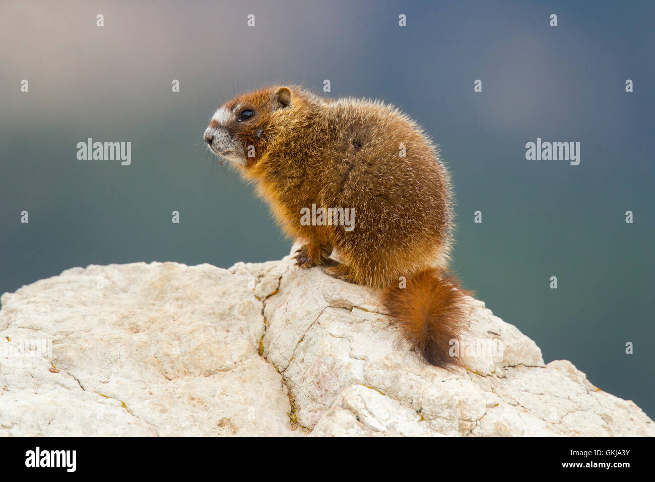 Marmotta di ventre giallo Marmota flaviventris Cedar Breaks National Monument, Utah, Stati Uniti 1 luglio immaturi di sci Foto Stock