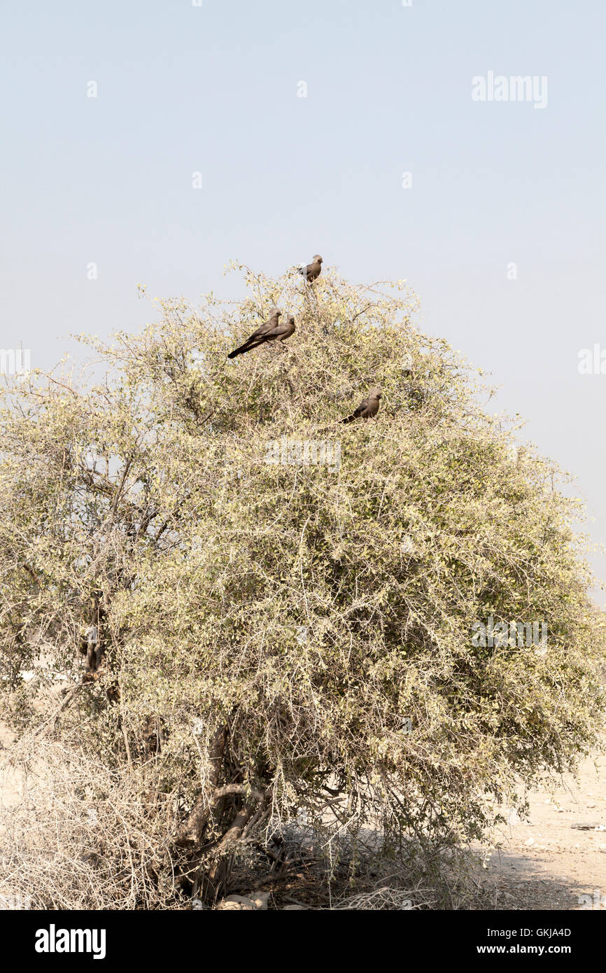 Quattro louries grigio "andare lontano uccelli' nella struttura ad albero, il Parco Nazionale di Etosha, Namibia Foto Stock