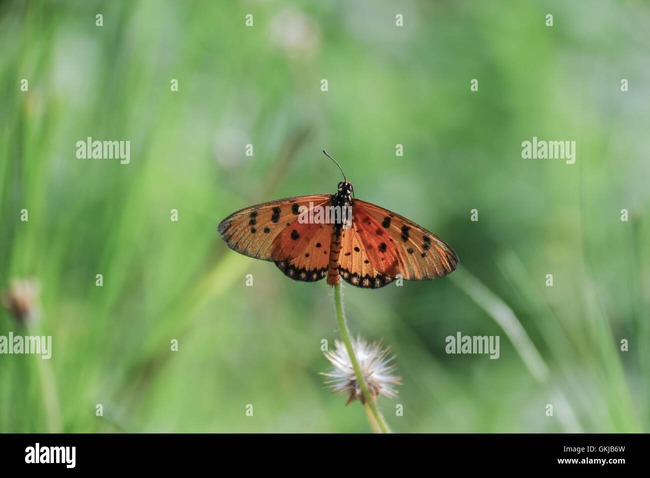 Farfalle coniugata Foto Stock