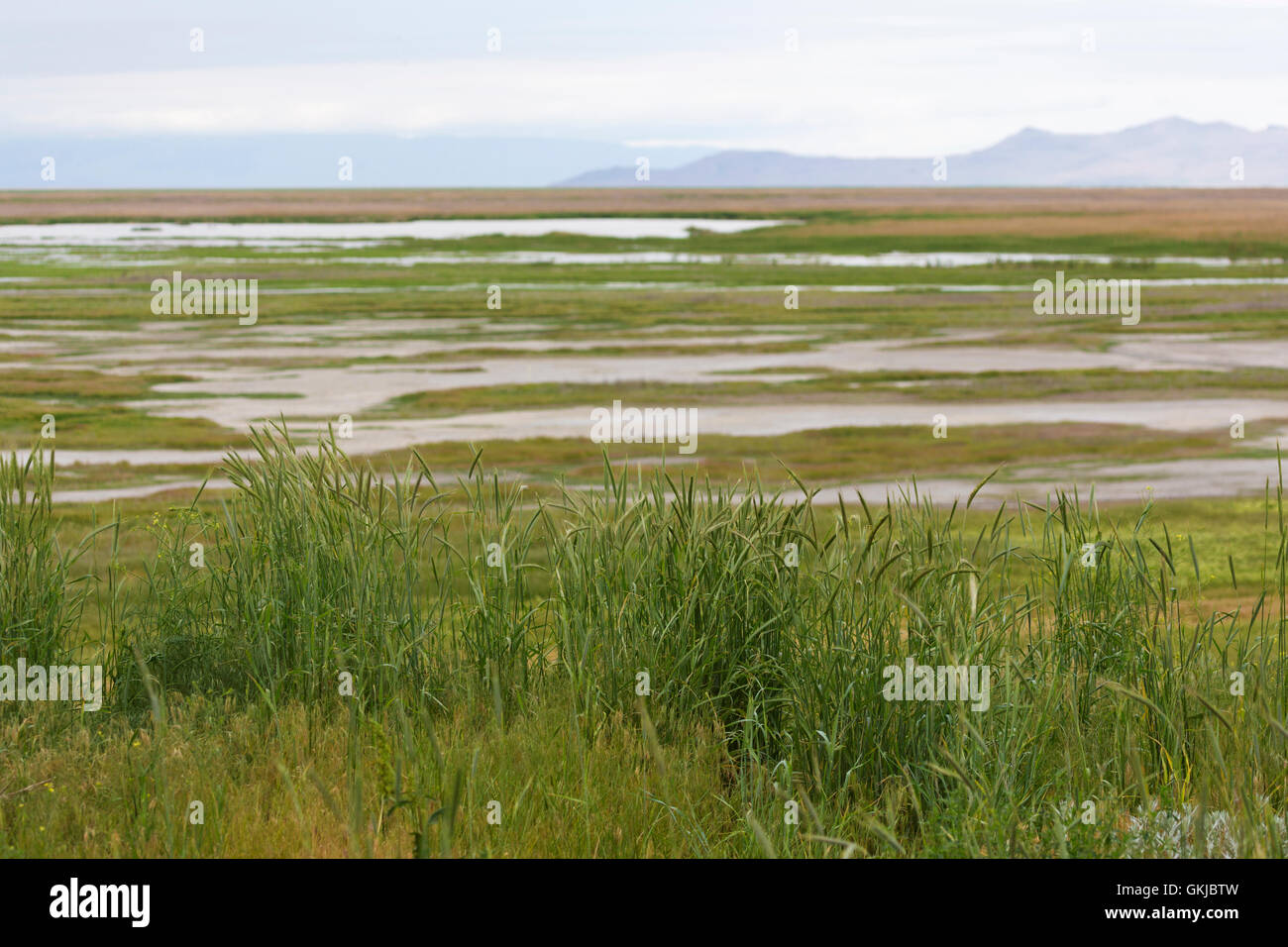 Vista della zona umida di Farmington Waterfowl Management Area, parte del grande lago salato Emisfero Occidentale Shorebird riserva. Foto Stock