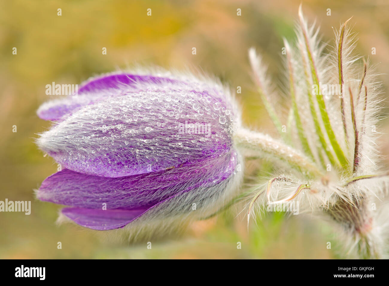 La molla goatsbeard tossico Foto Stock