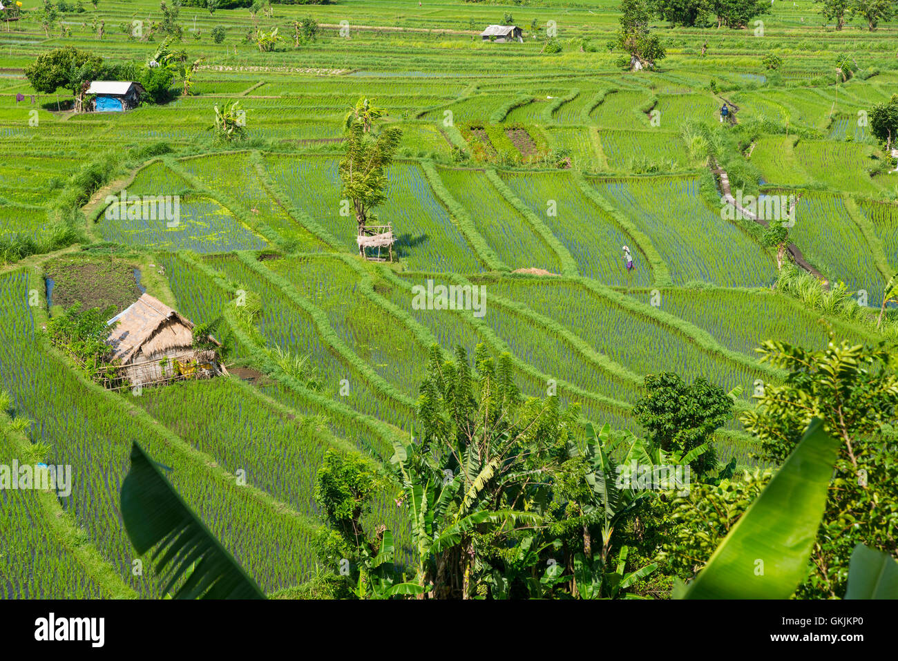 La lavorazione dei campi di riso a Bali. Foto Stock