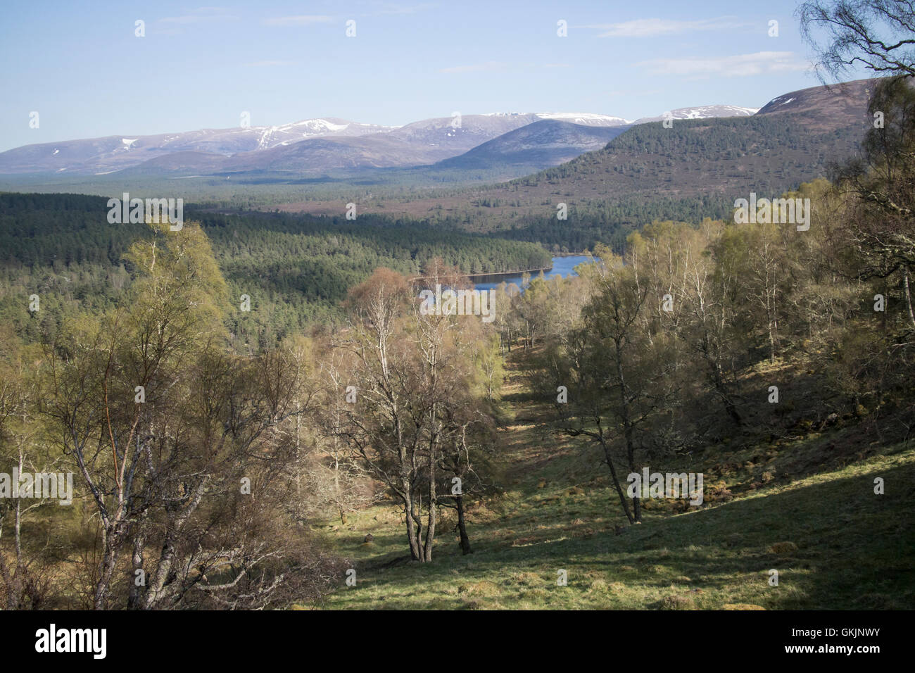 Ruthiemurchus nelle Highlands della Scozia. Foto Stock