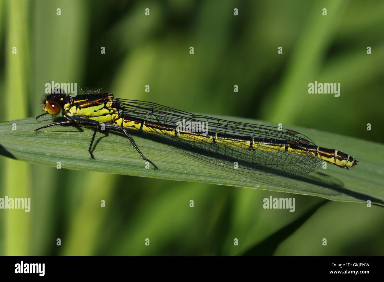 Femmina rosso-eyed Damselfly Foto Stock