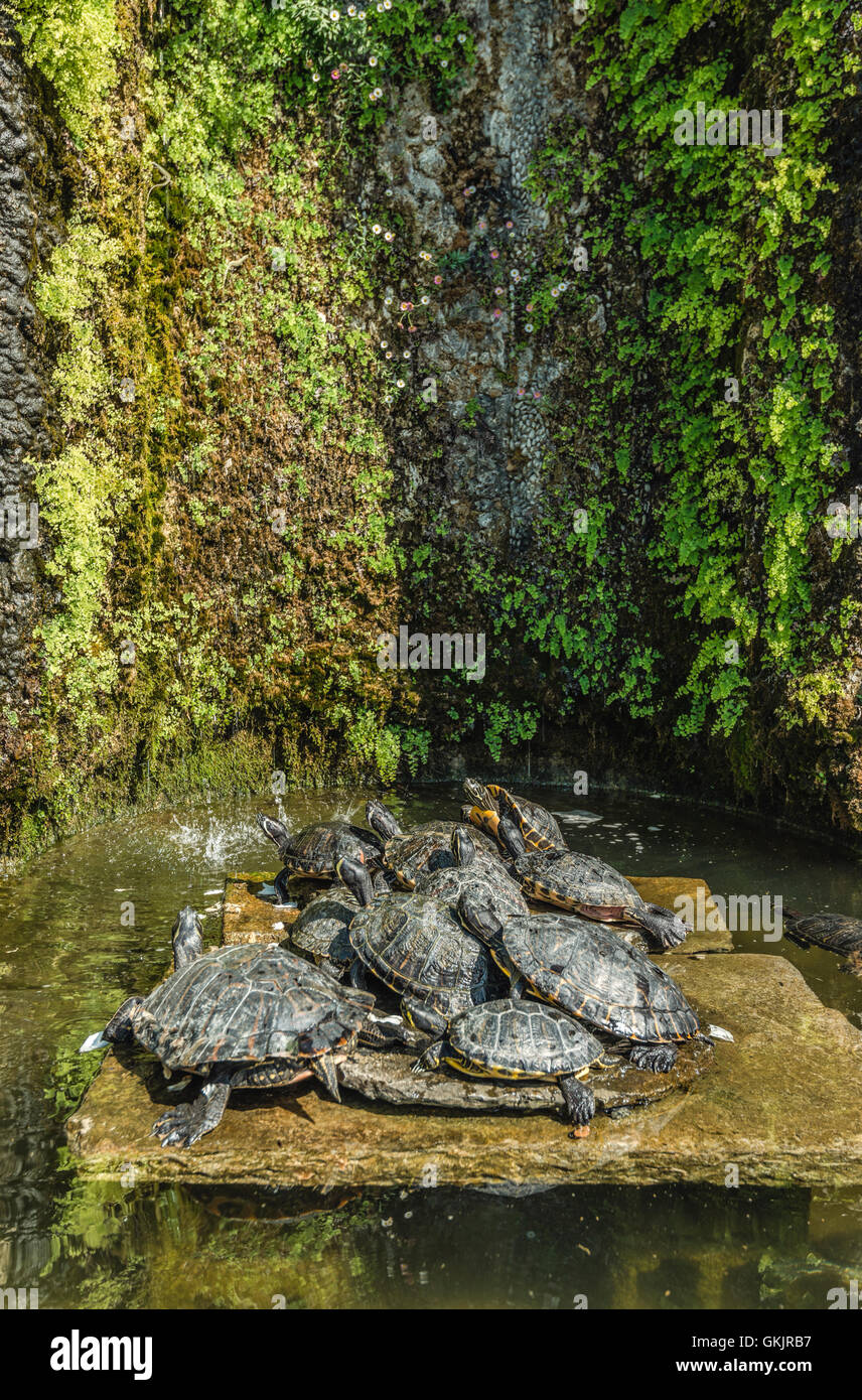 Lo stagno delle tartarughe presso il Giardino Botanico di Villa Carlotta, Tremezzina, Lago di Como, Lombardia, Italia Foto Stock