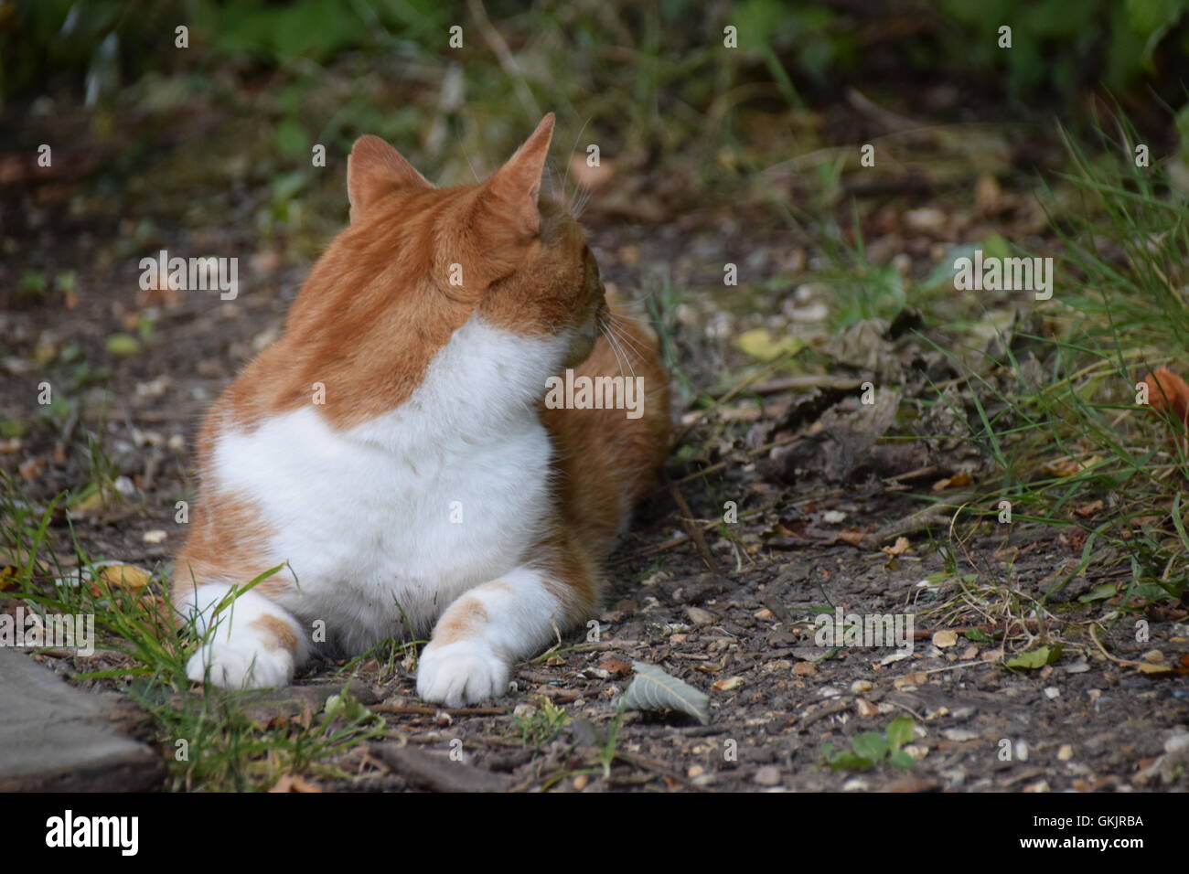 Il gatto domestico che guarda lontano come avvisato da rumore Foto Stock