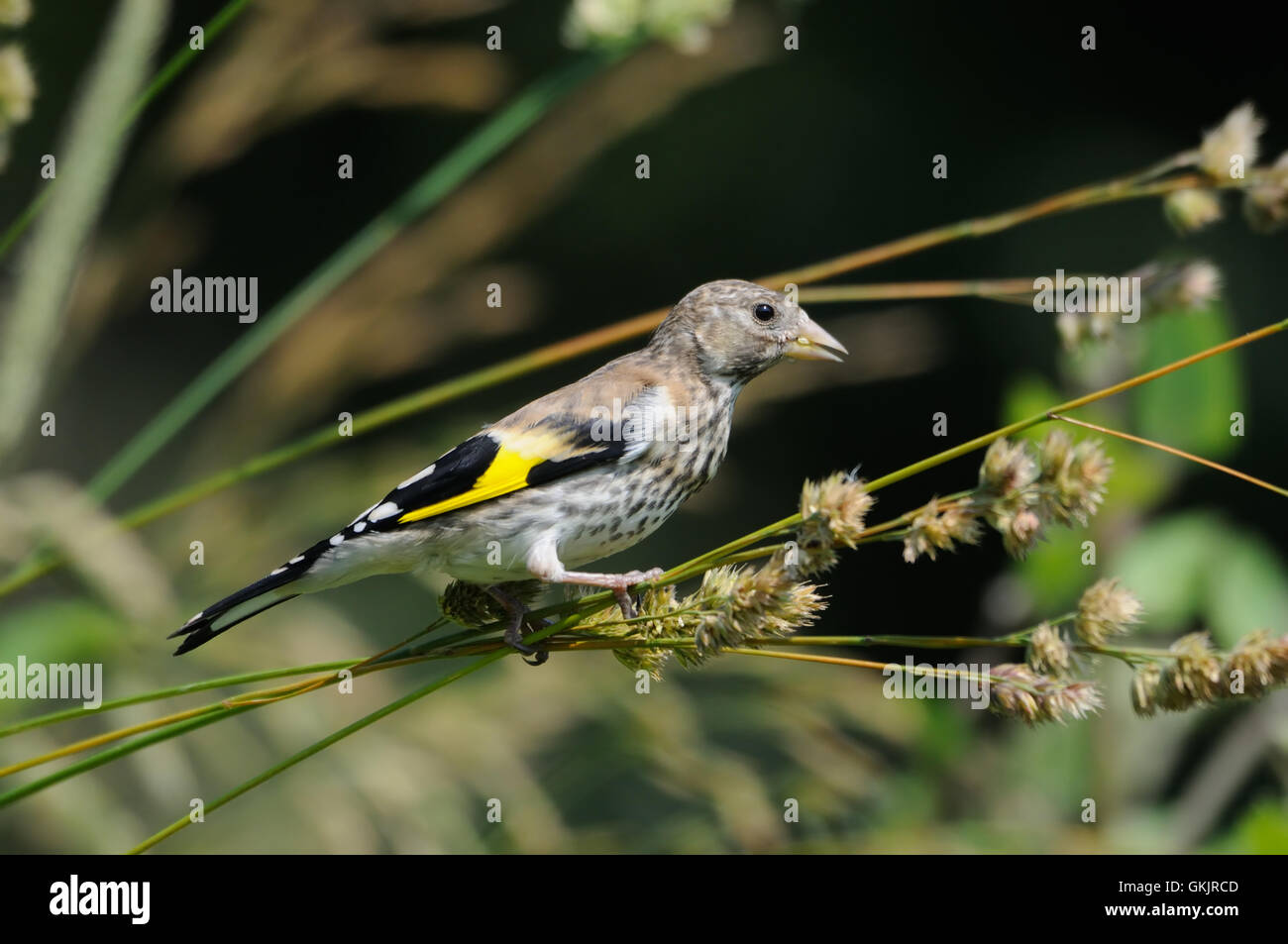 Si appollaia capretti Cardellino (Carduelis carduelis) mangia semi d'erba. Regione di Mosca, Russia Foto Stock