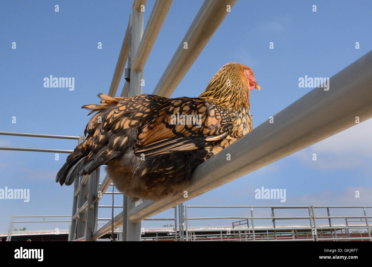 Golden cucita Wyandotte gallina ovaiola appollaiato sulla penna di bestiame ringhiera e area di rilevazione Foto Stock