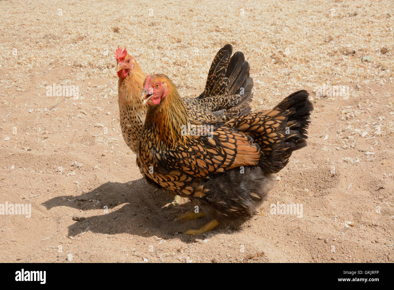 Golden cucita Wyandotte e Ranuncolo siciliano galline di pollo Foto Stock