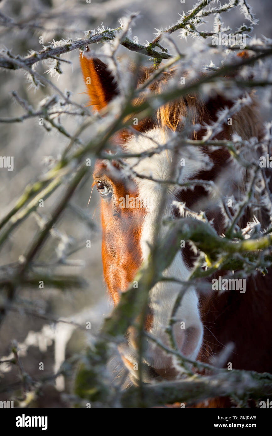 Un cavallo marrone con un naso bianco stripe guarda attraverso filiali coperto di brina Foto Stock