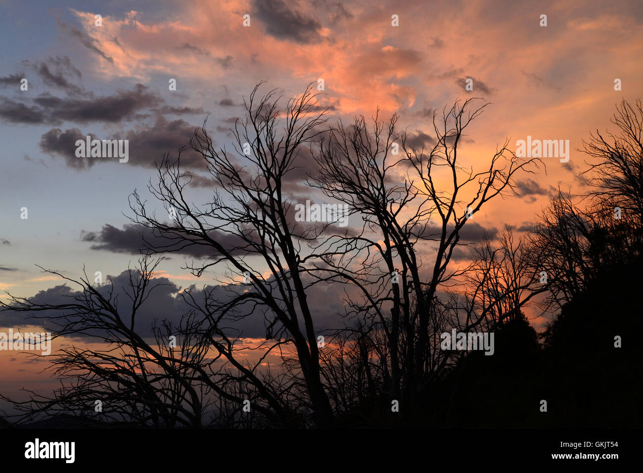 Il sole tramonta ad ovest di Santa Catalina Mountains, Oracle Ridge Trail, una sezione della Arizona Trail, Summerhaven, Arizona, Stati Uniti d'America Foto Stock