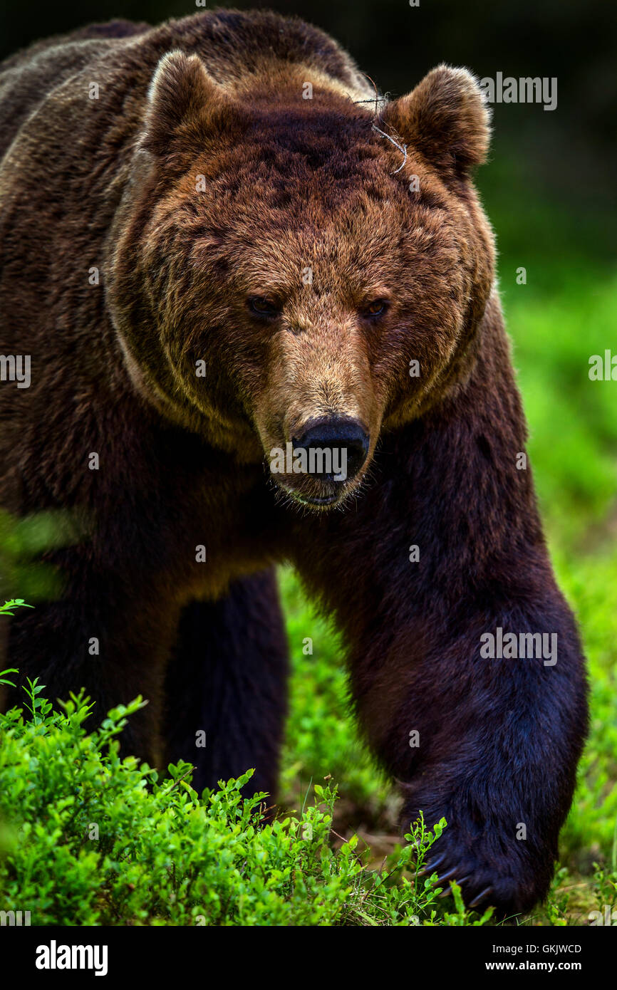 Un ritratto di un orso bruno, Finlandia. Foto Stock