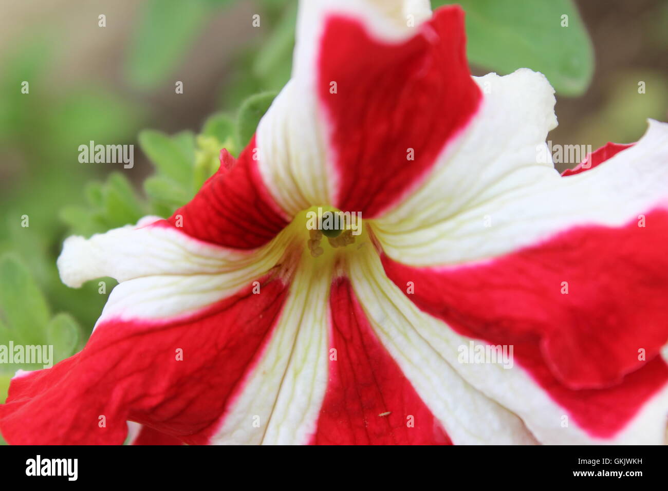 Una immagine affascinante di una rossa e bianca a strisce fiore, fiore di petunia. Foto Stock