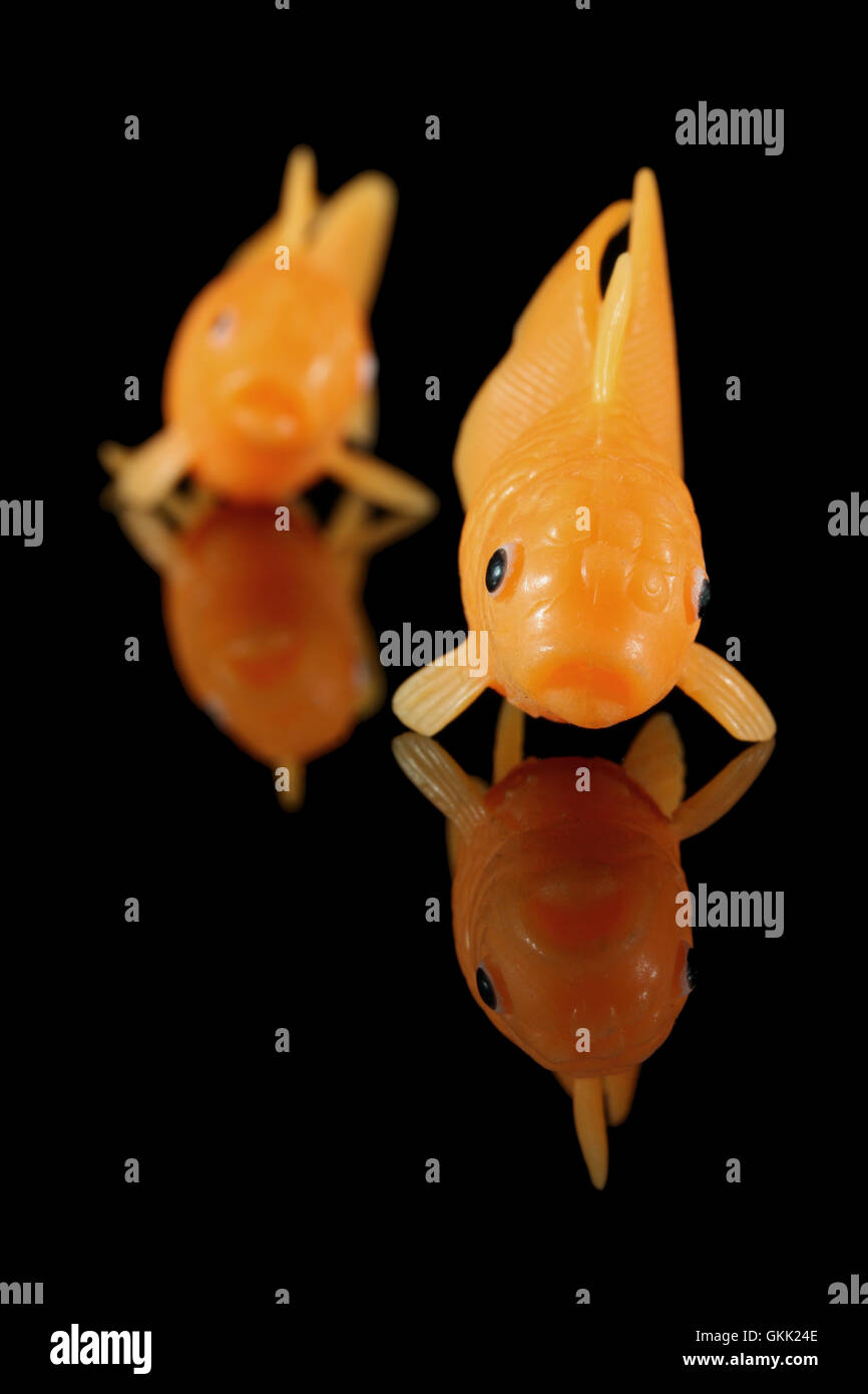 Due goldfish rivolta verso il lato anteriore nero su sfondo riflettente Foto Stock