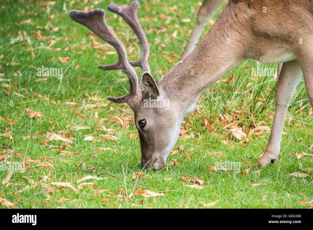 Daini mangiare erba Foto Stock