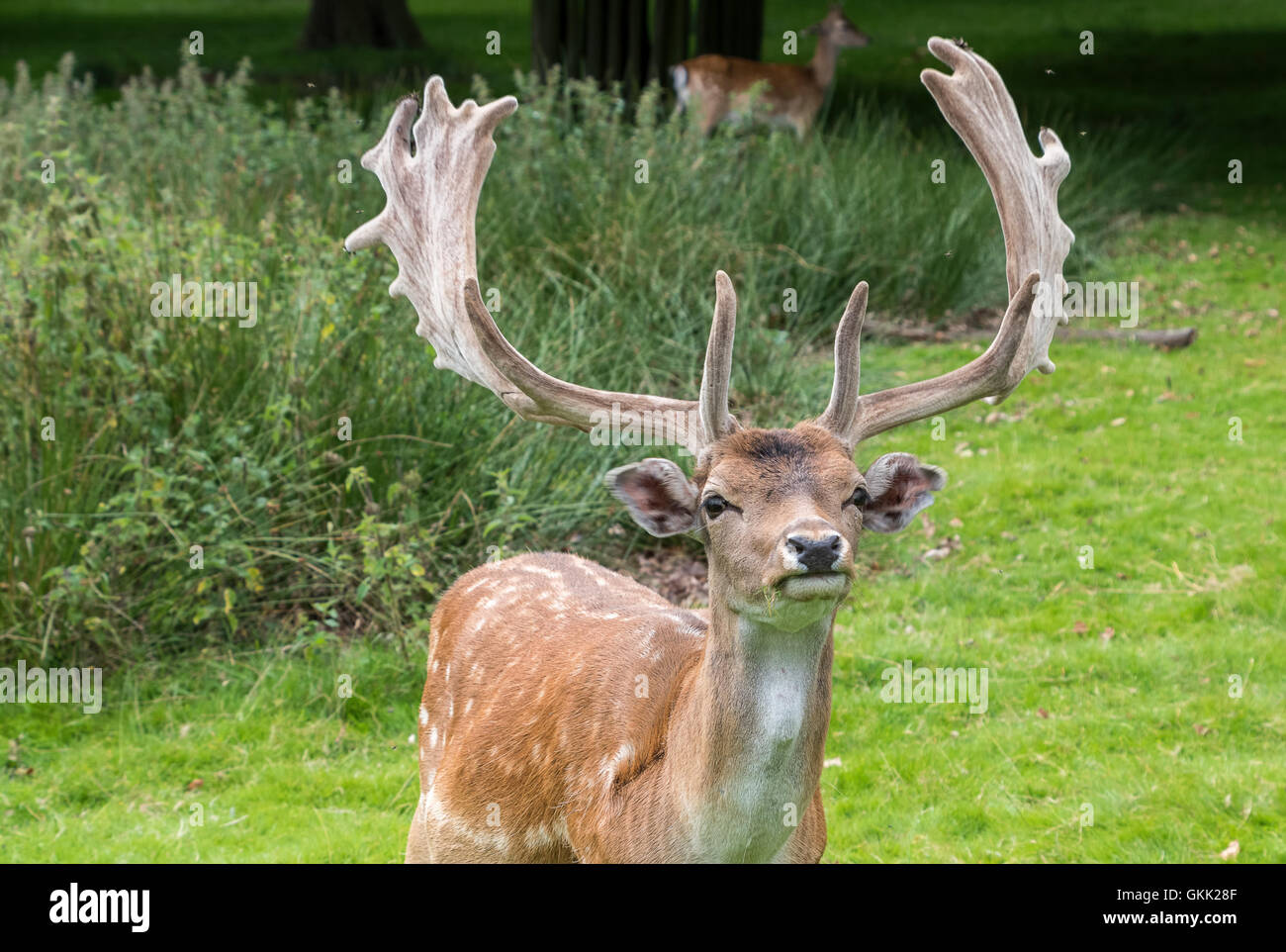 Maschio di daino Foto Stock