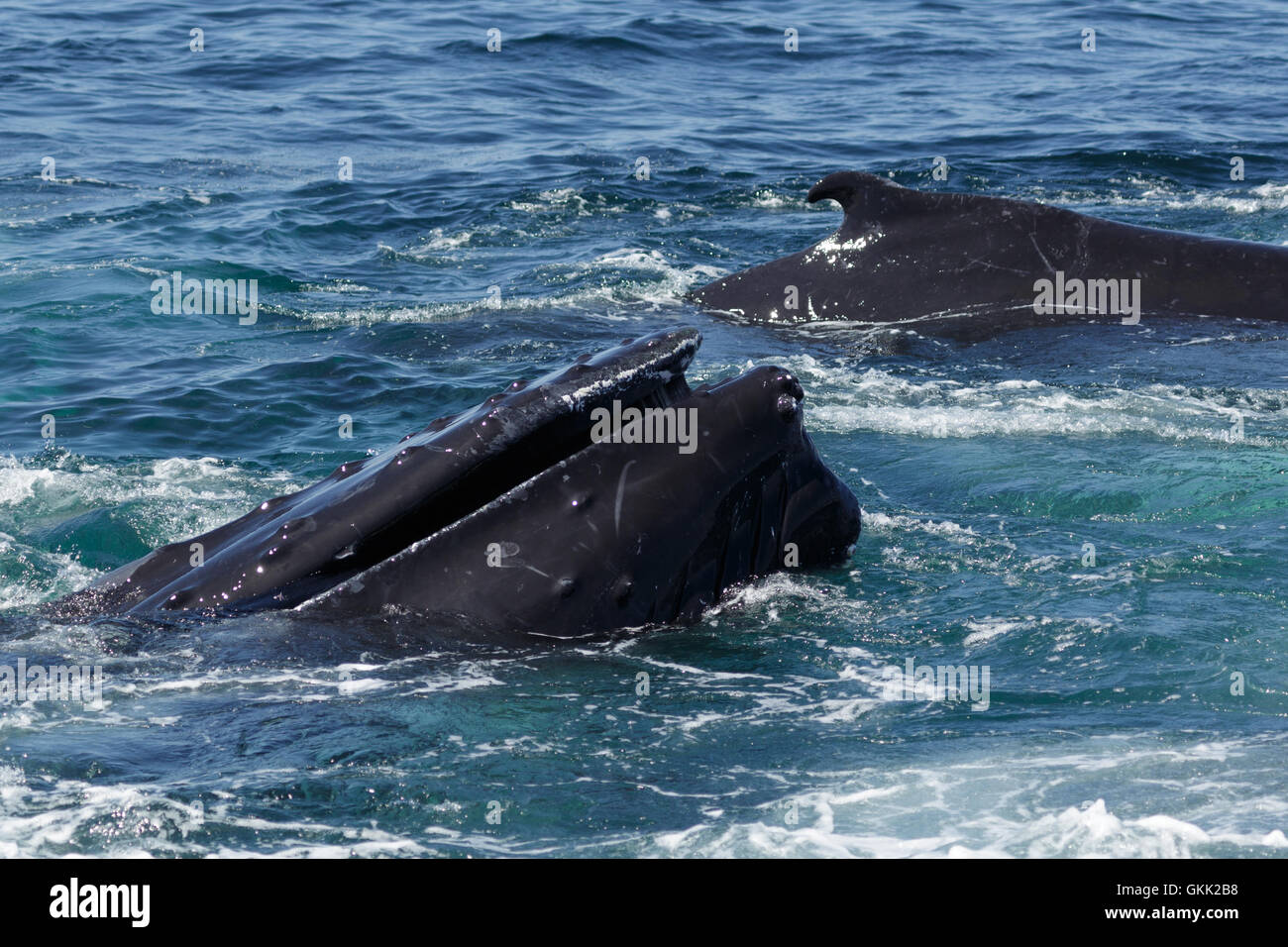 Una fotografia di alcune balene Humpback affiorante al largo della costa a Provincetown in Cape Cod, Massachusetts, Stati Uniti. Foto Stock