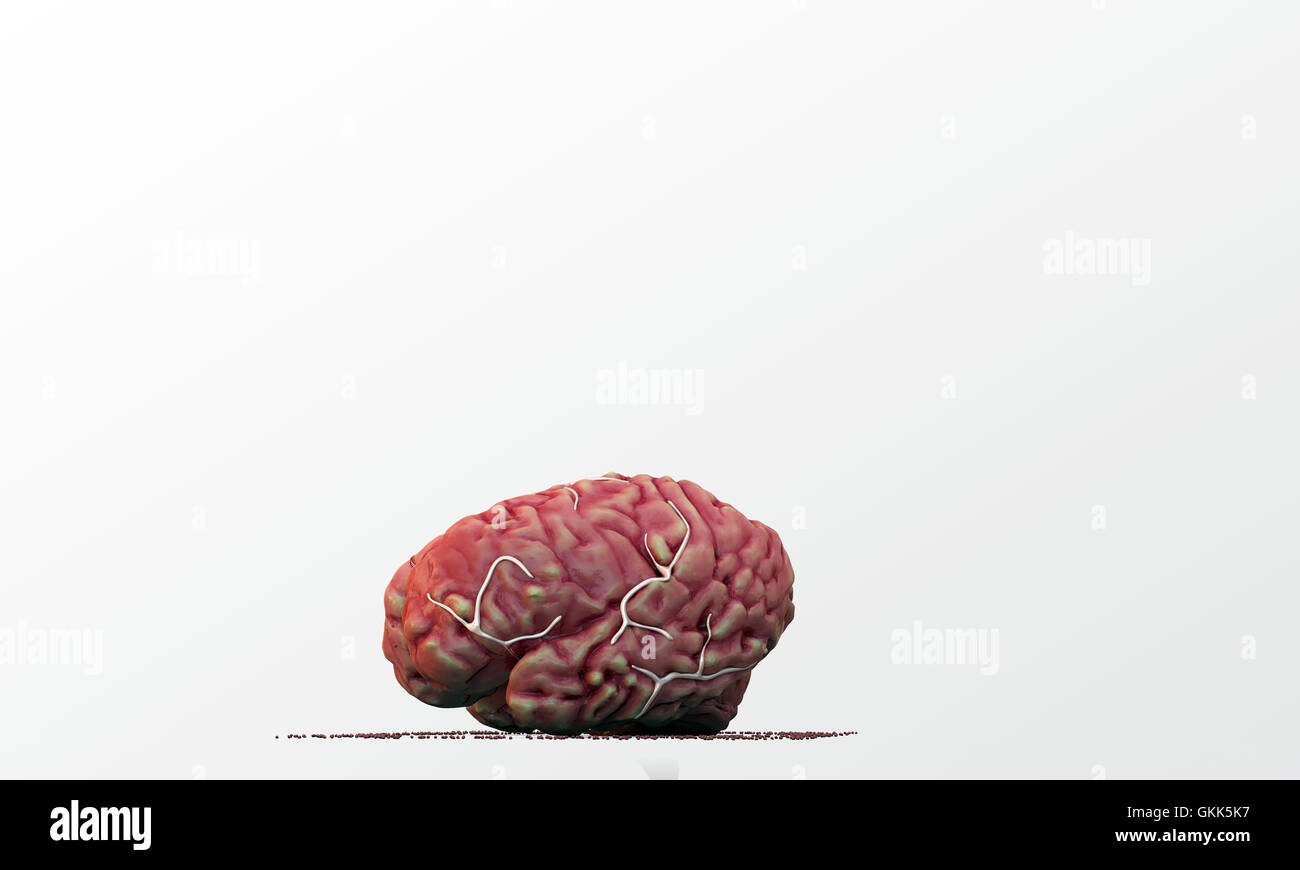 grande cervello Foto Stock