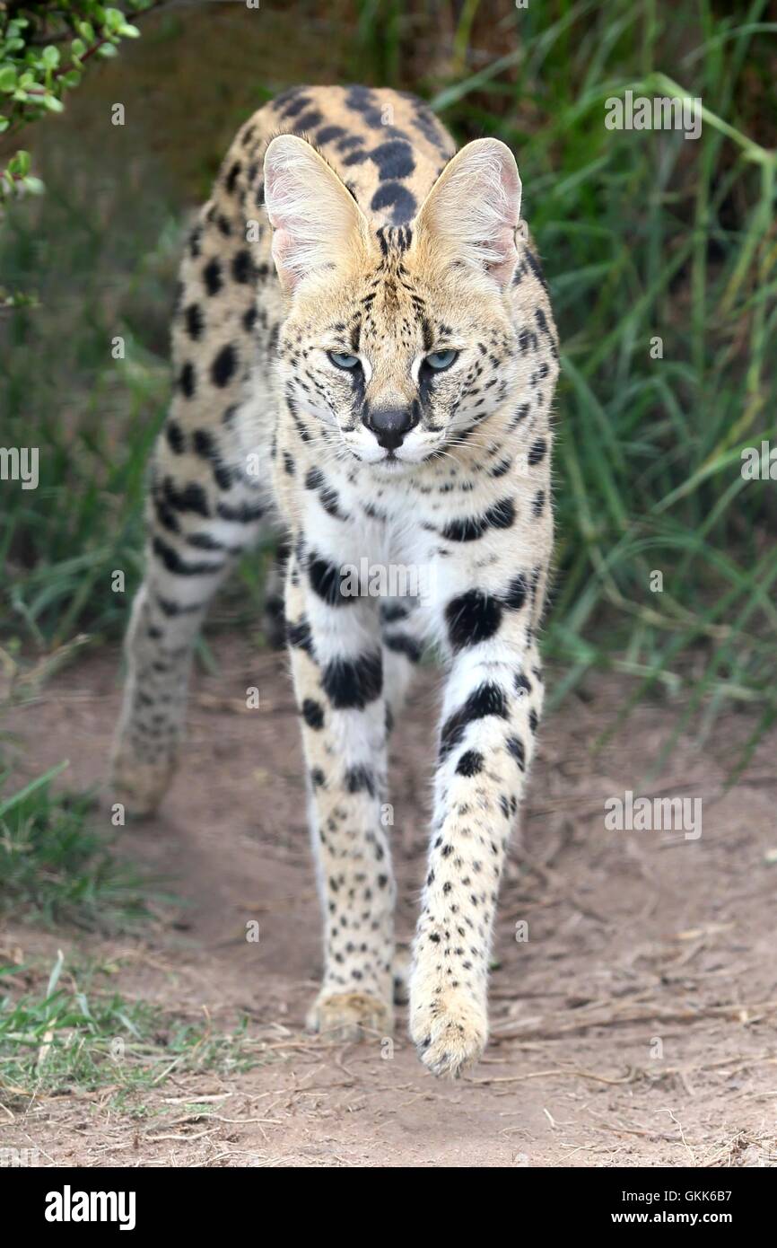 Gatto selvaggio del Serval Foto Stock